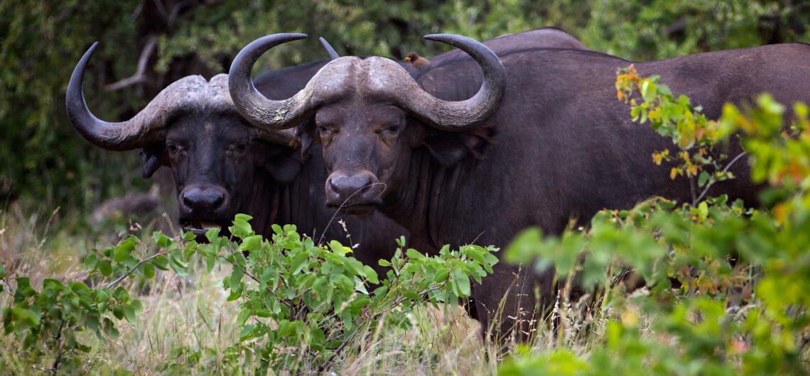 10 Days Uganda Safari Experience