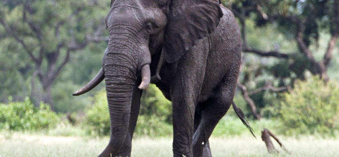 11 Days Uganda Safari Experience