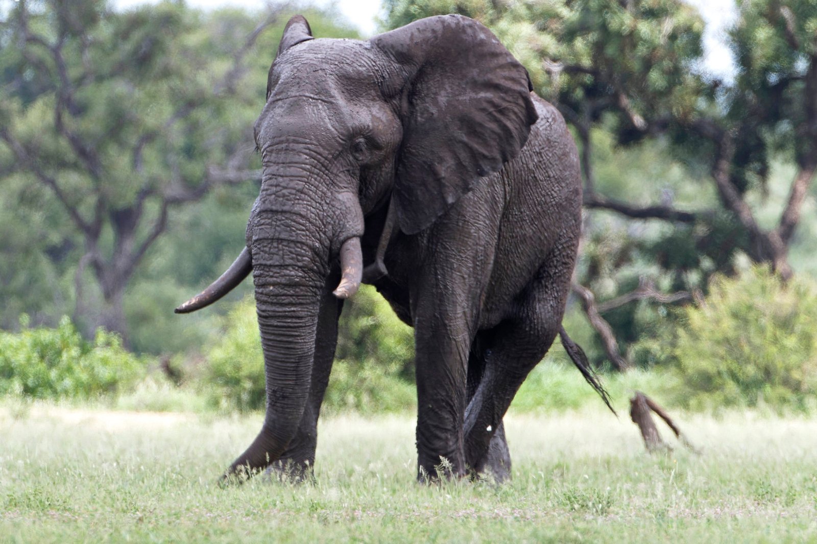 11 Days Uganda Safari Experience