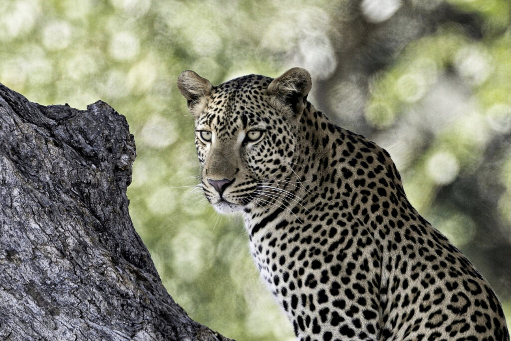 12 Days Uganda Safari Experience. 