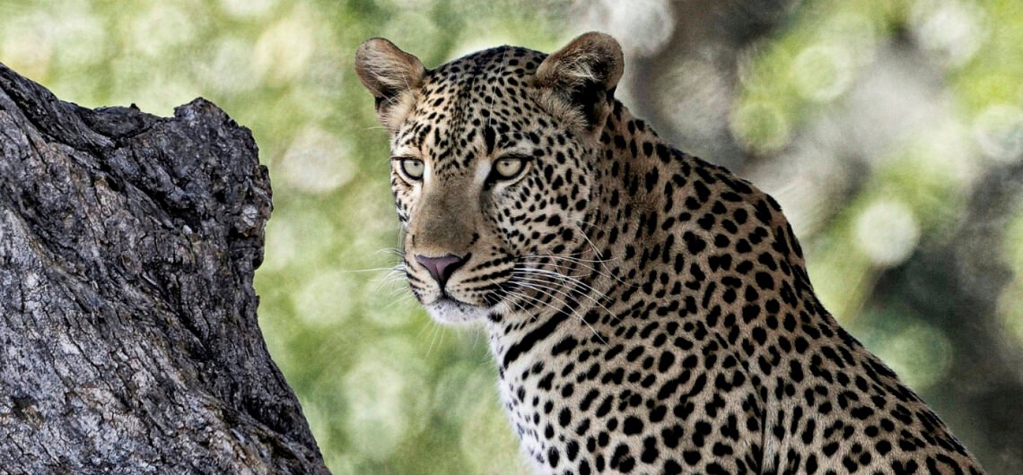 12 Days Uganda Safari Experience. 