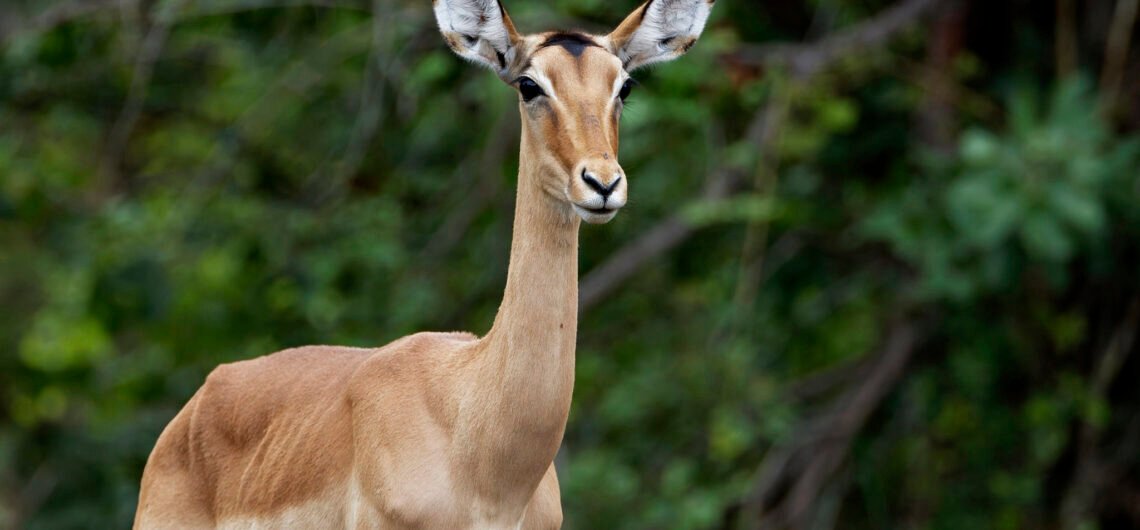18 Days Pearl of Africa Safari Experience