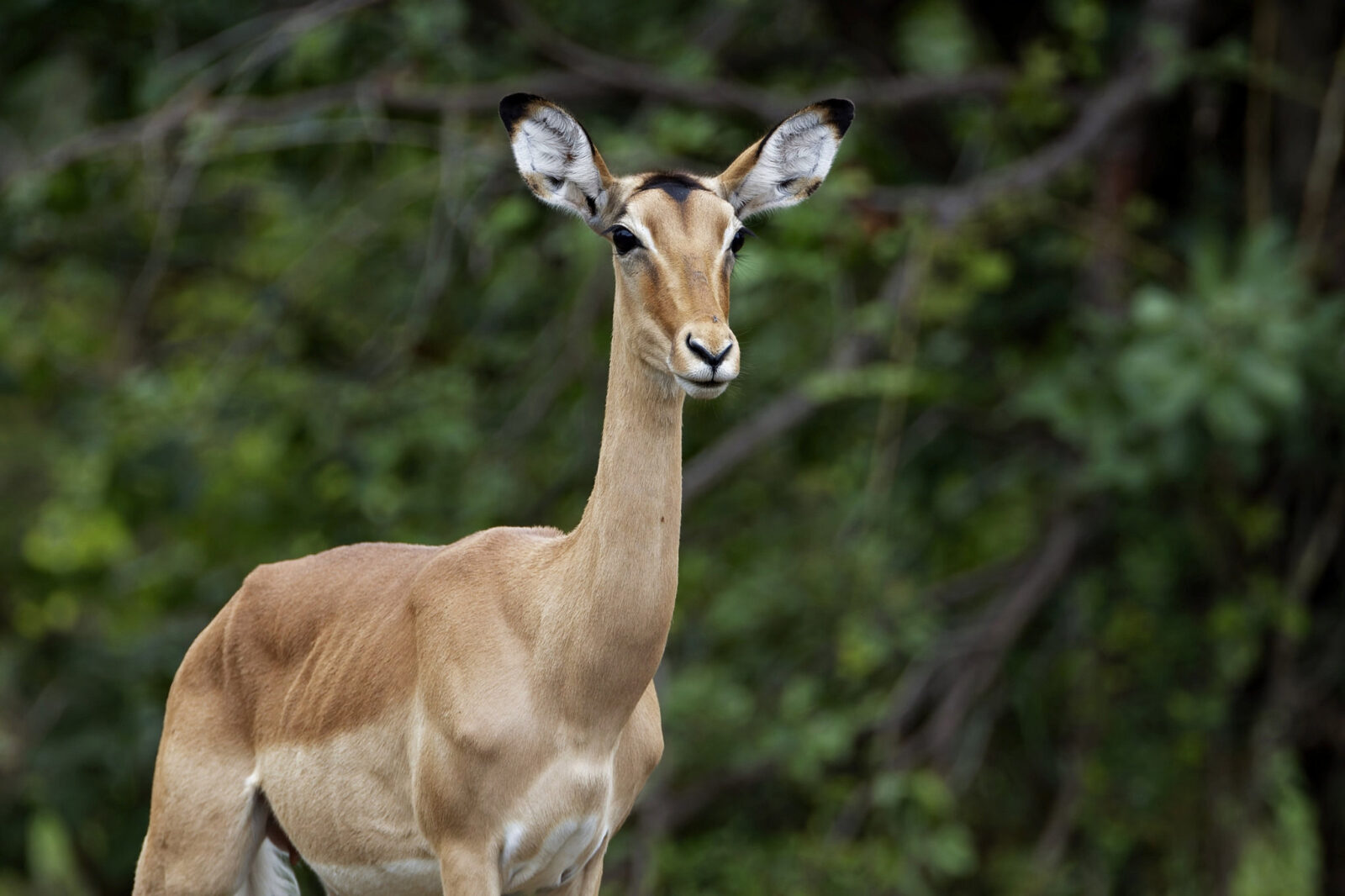 18 Days Pearl of Africa Safari Experience