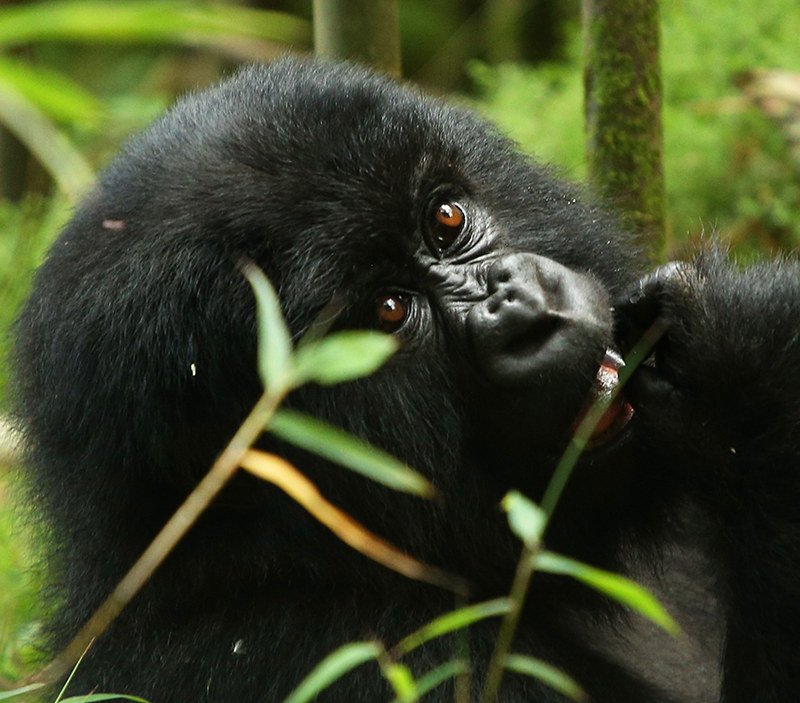 3-Days Golden-Monkeys and Gorilla-trekking in Rwanda