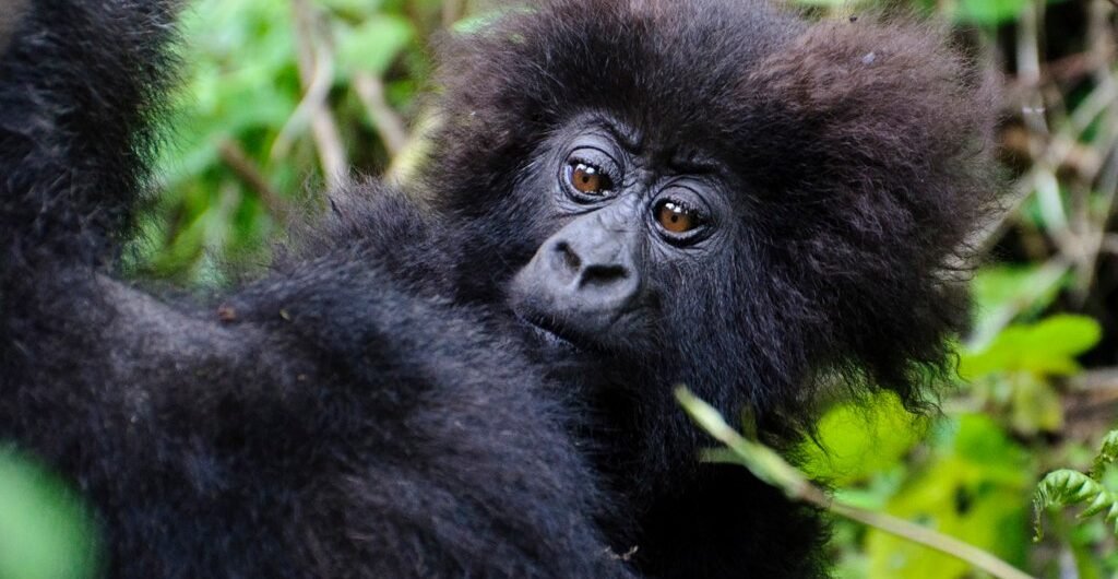 3-Days Rwanda Gorilla Safari in Volcanoes National Park