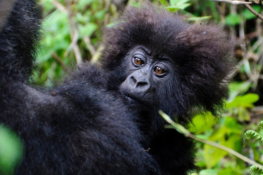 3-Days Rwanda Gorilla Safari in Volcanoes National Park