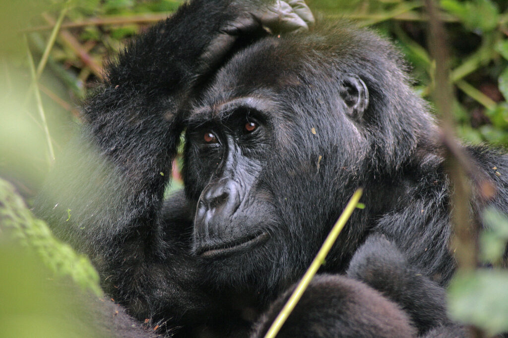 3 Days Uganda Gorilla Trekking Safari to Bwindi Forest