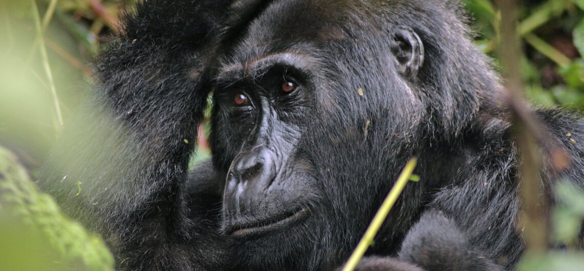 3 Days Uganda Gorilla Trekking Safari to Bwindi Forest