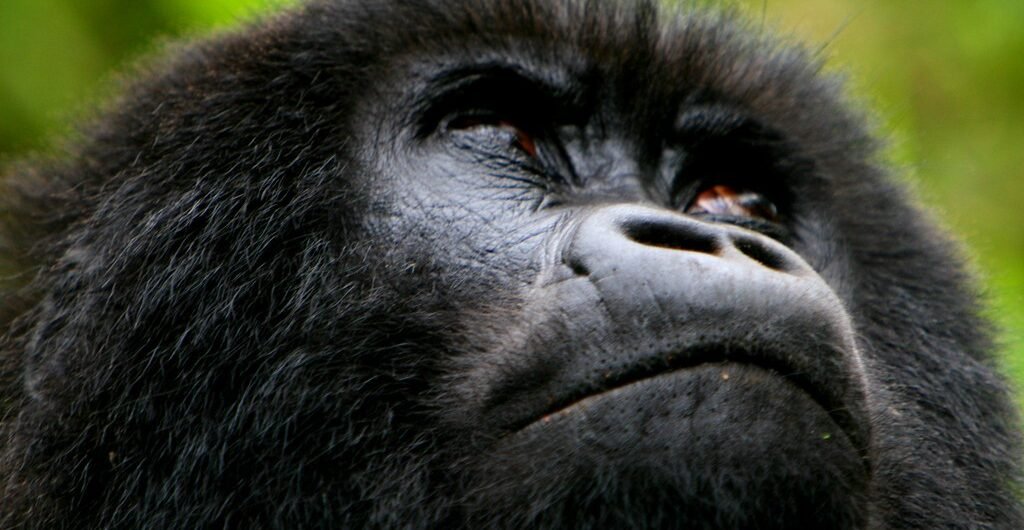3 Days of gorilla trekking in Mgahinga National Park.