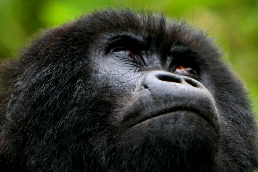 3 Days of gorilla trekking in Mgahinga National Park.