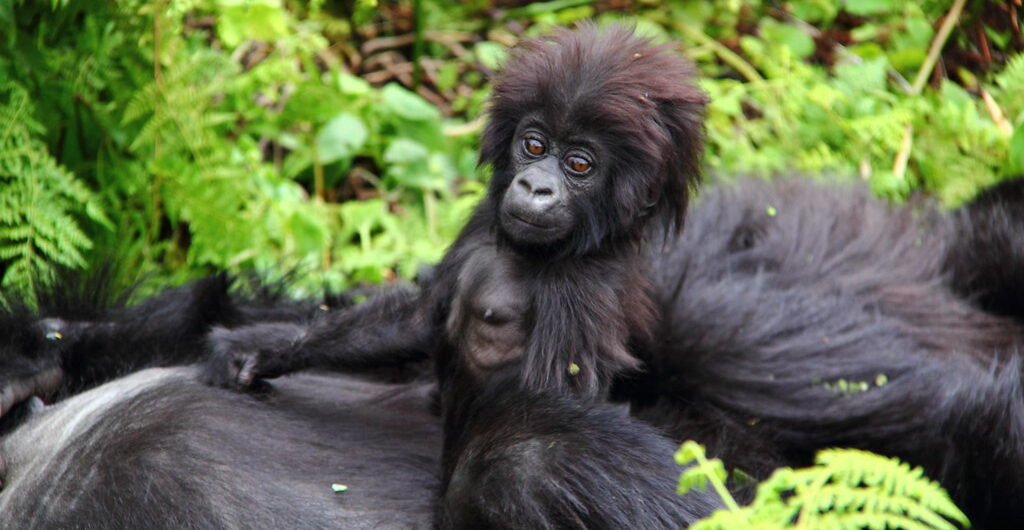 4 Days-Fly in Gorilla Safari