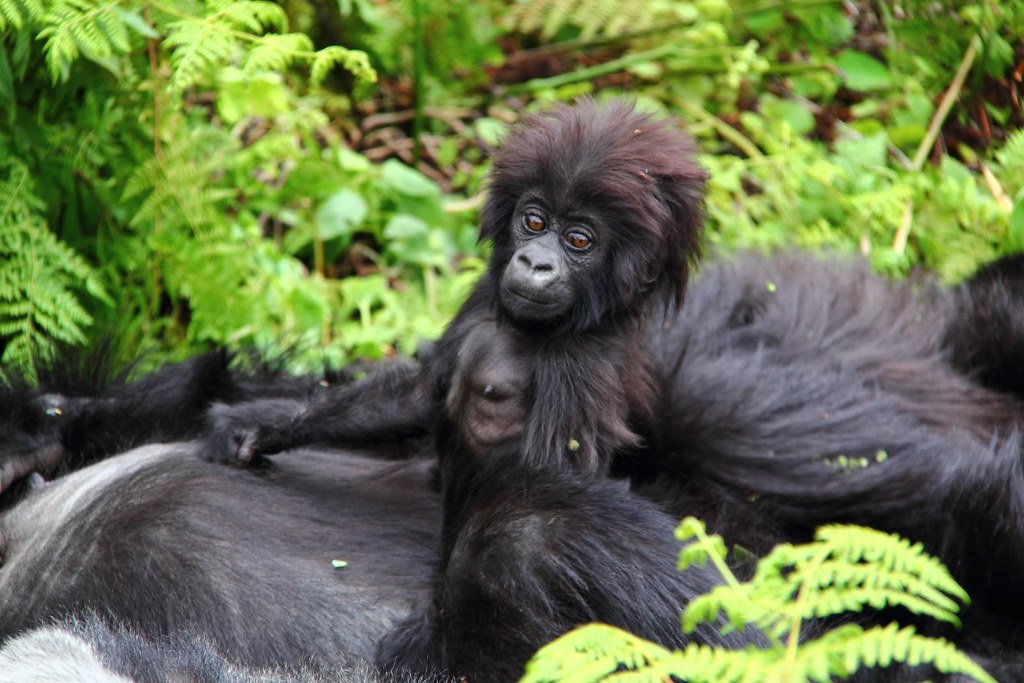 4 Days-Fly in Gorilla Safari