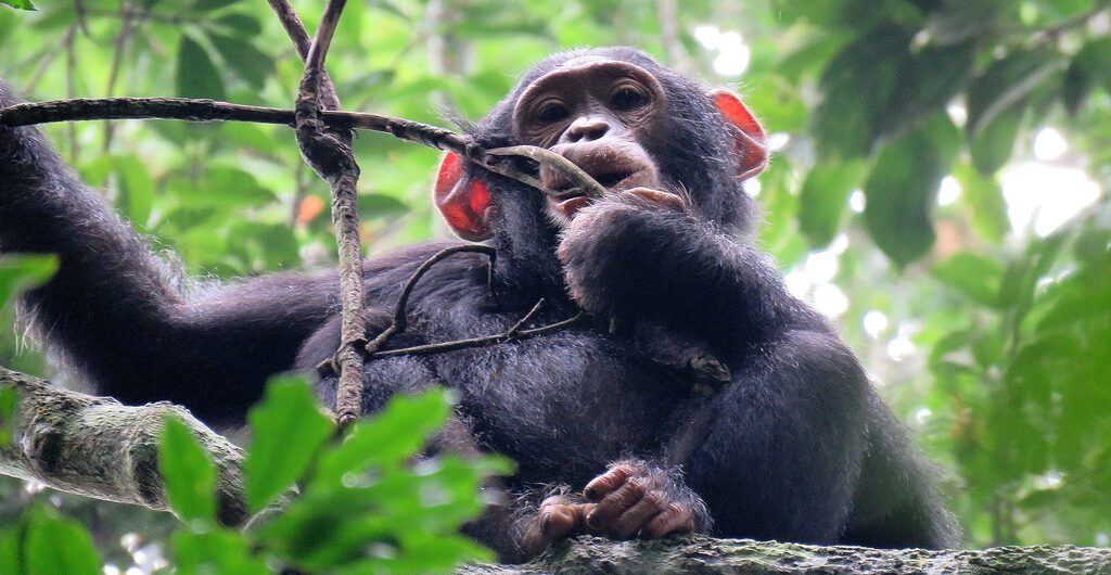 5 Days Uganda Chimpanzee and Gorilla Trekking Safari