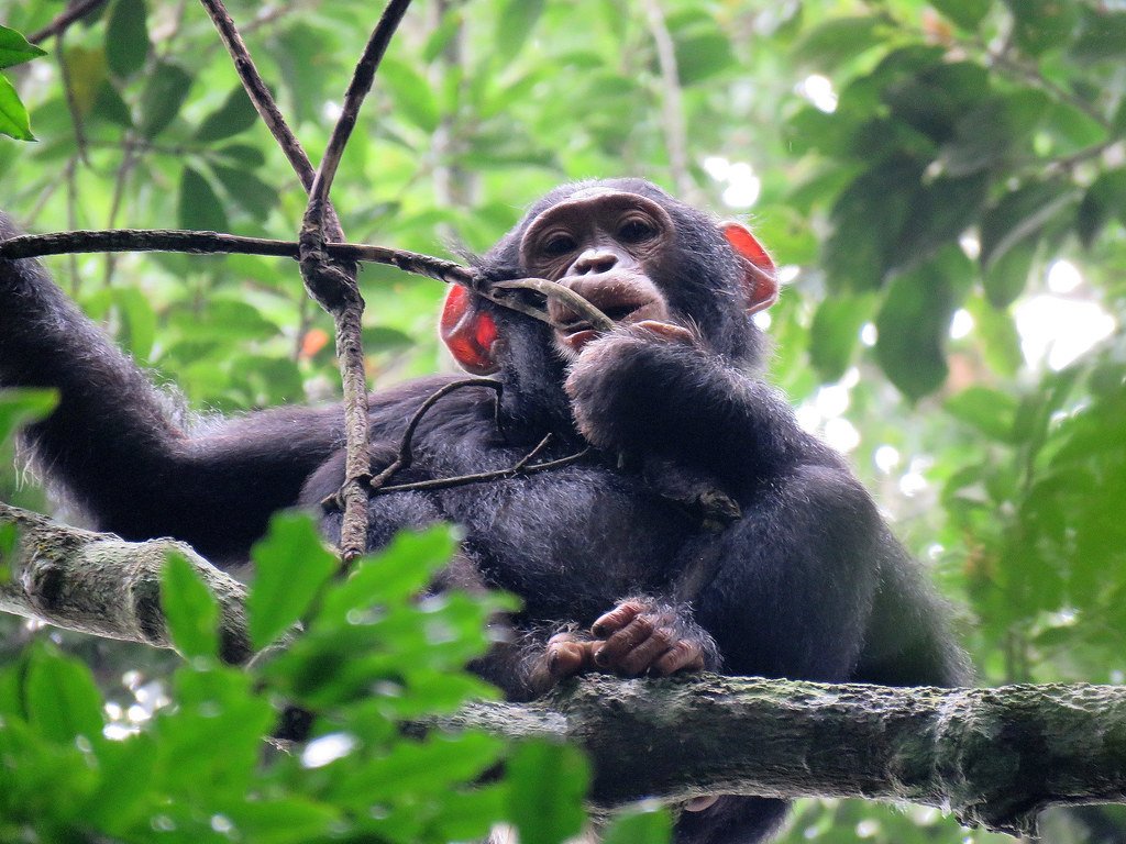 5 Days Uganda Chimpanzee and Gorilla Trekking Safari