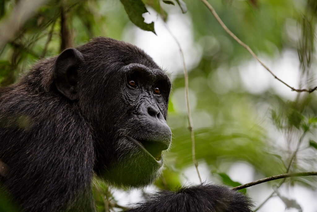 6 Days Uganda Chimps and Gorilla Trekking Safari