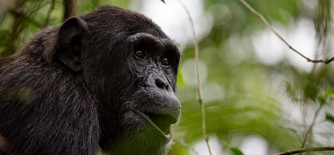 6 Days Uganda Chimps and Gorilla Trekking Safari