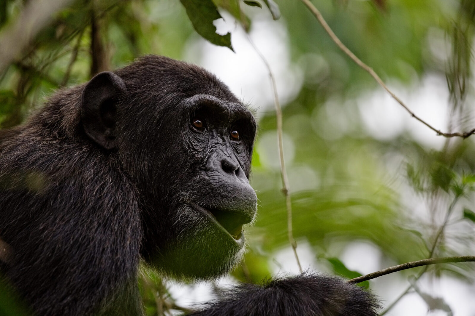 6 Days Uganda Chimps and Gorilla Trekking Safari