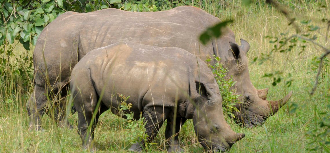 7 Days Uganda Big Five and Primates Safari 