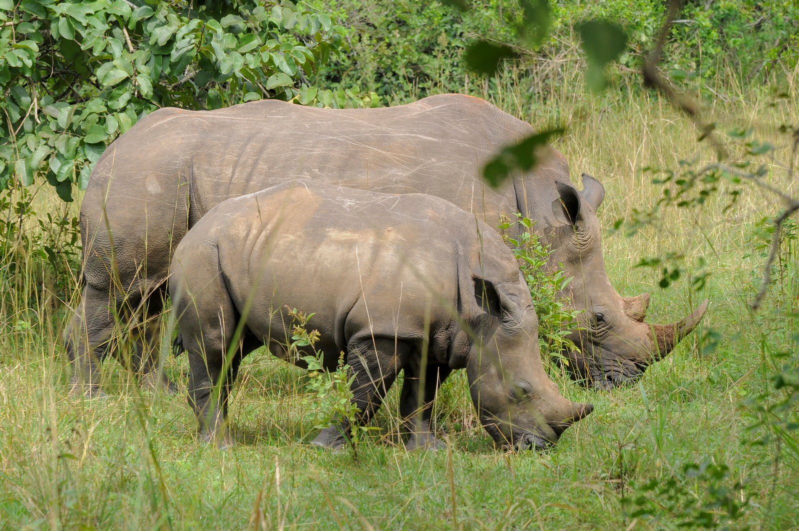 7 Days Uganda Big Five and Primates Safari 