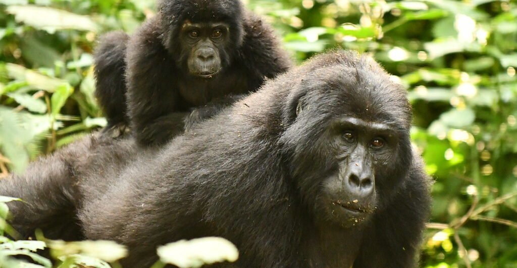 7 Days Uganda Chimpanzee, Wildlife, and Gorilla Trekking Safari