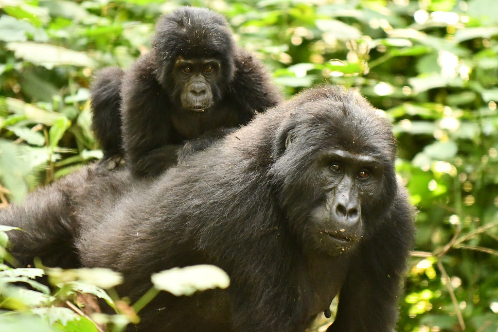 7 Days Uganda Chimpanzee, Wildlife, and Gorilla Trekking Safari
