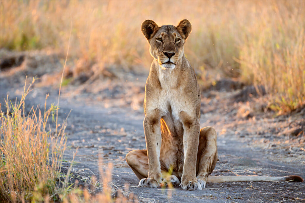 9 Days Uganda Wildlife Safari Experience