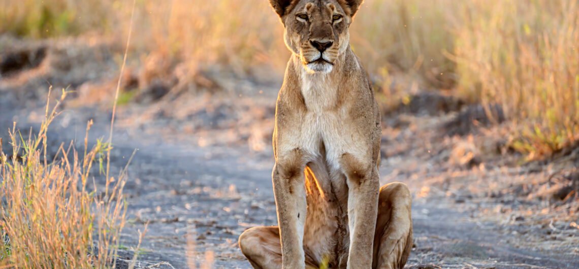9 Days Uganda Wildlife Safari Experience