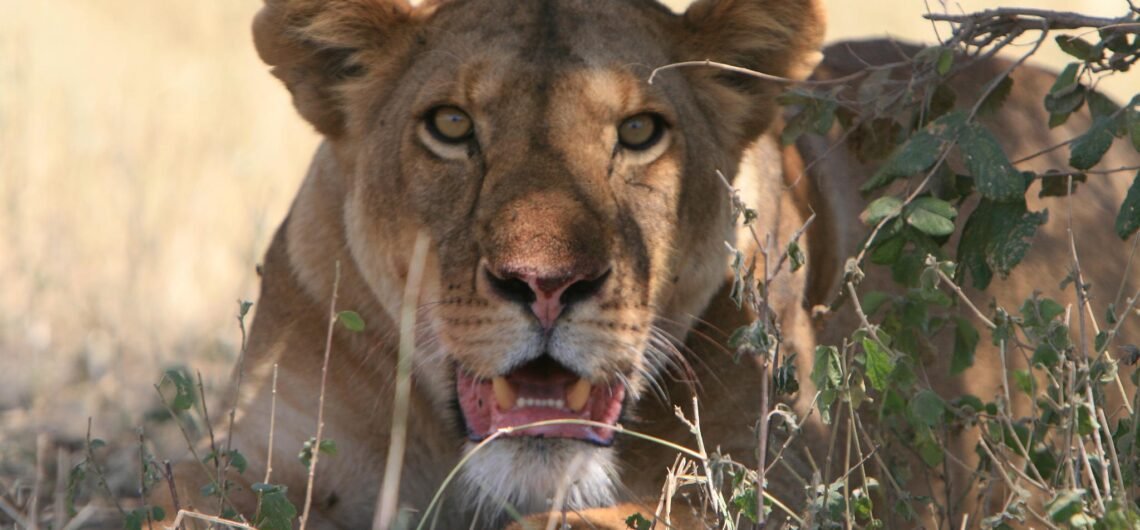 Best of Tanzania Wildlife Safari