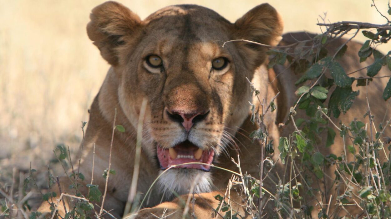 Best of Tanzania Wildlife Safari