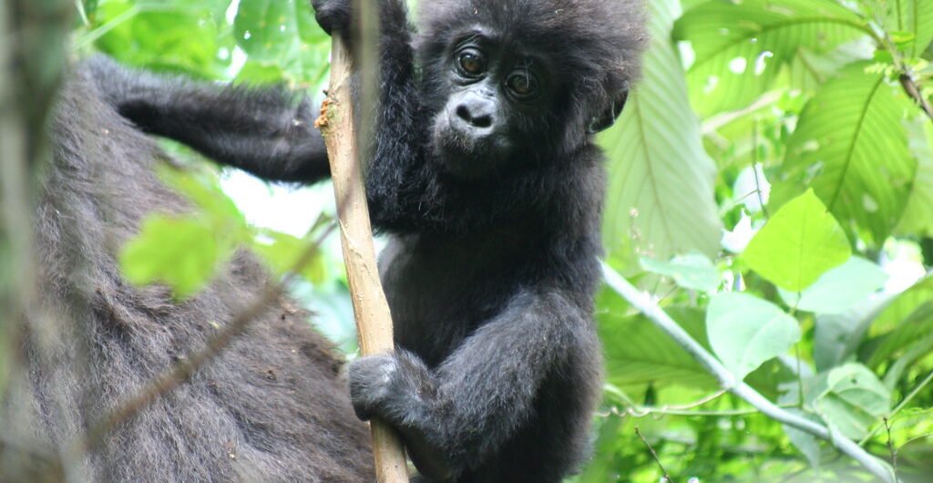 Bwindi Gorilla habituation safari