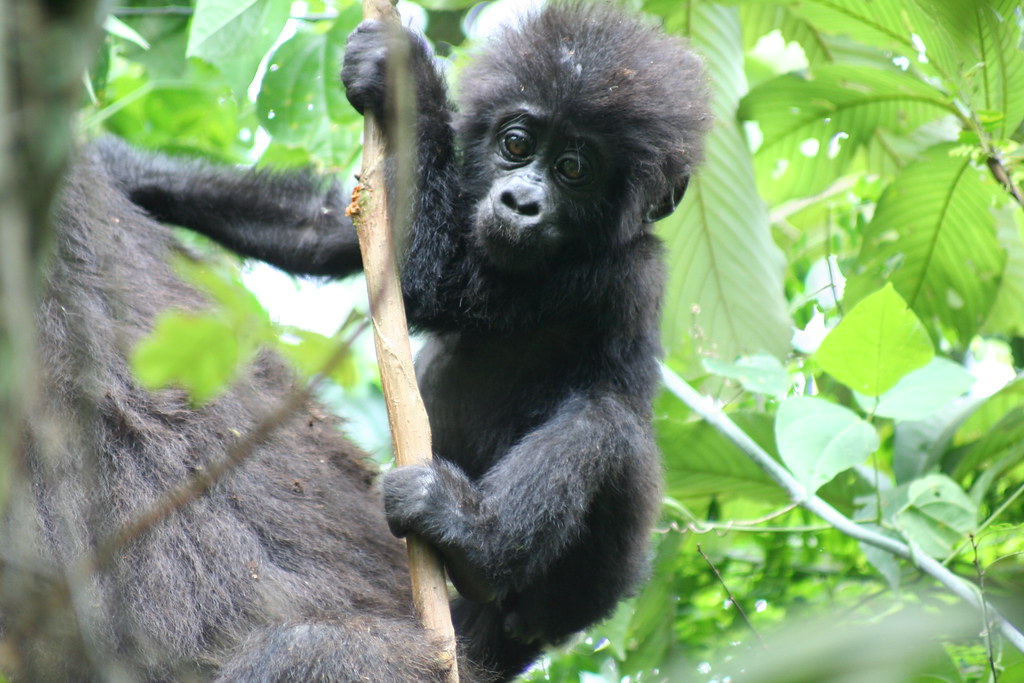 Bwindi Gorilla habituation safari
