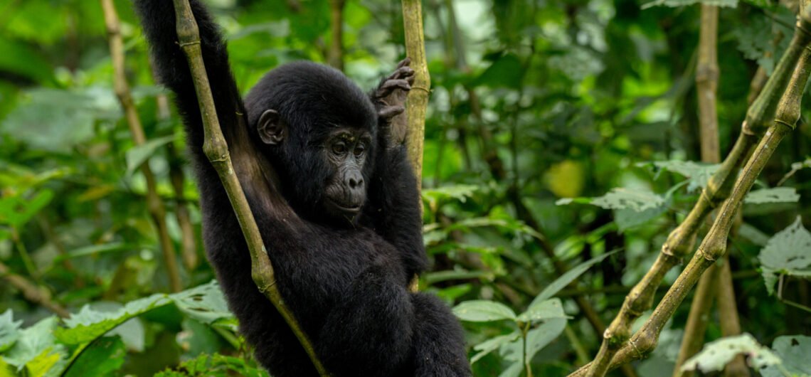 Double Gorilla Trekking Bwindi