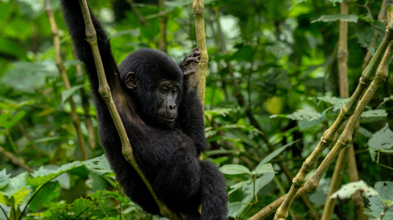 Double Gorilla Trekking Bwindi