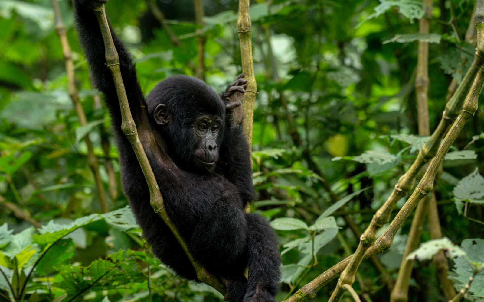 Double Gorilla Trekking Bwindi