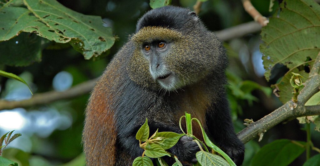 3-Days Golden-Monkeys and Gorilla-trekking in Rwanda