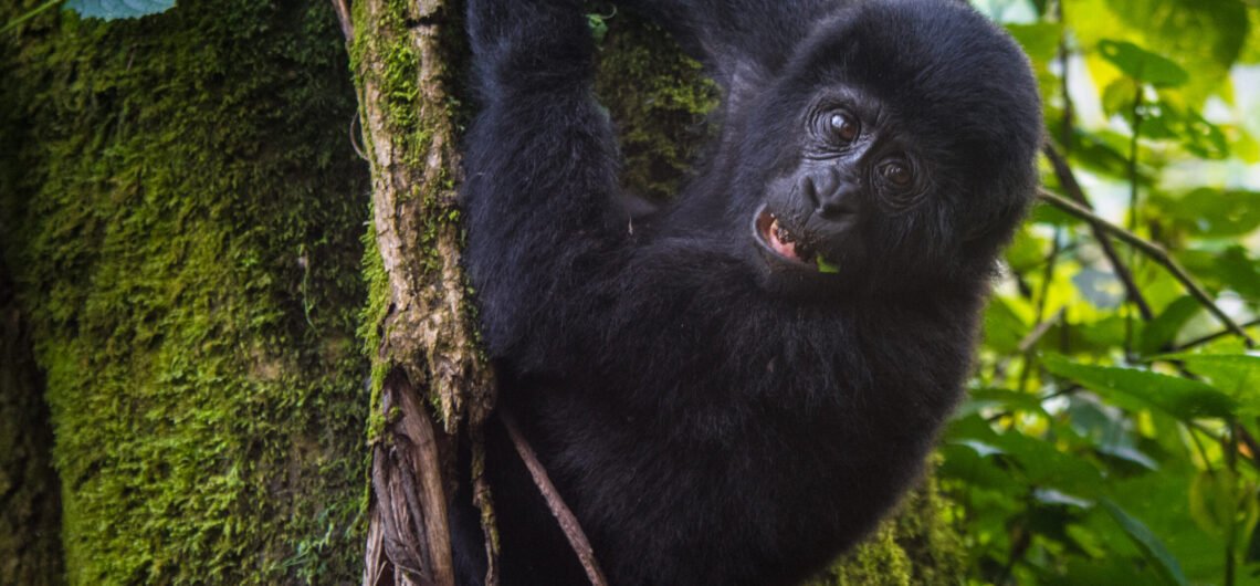 Gorilla Habituation in Uganda