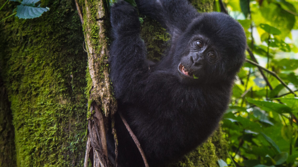 Gorilla Habituation in Uganda