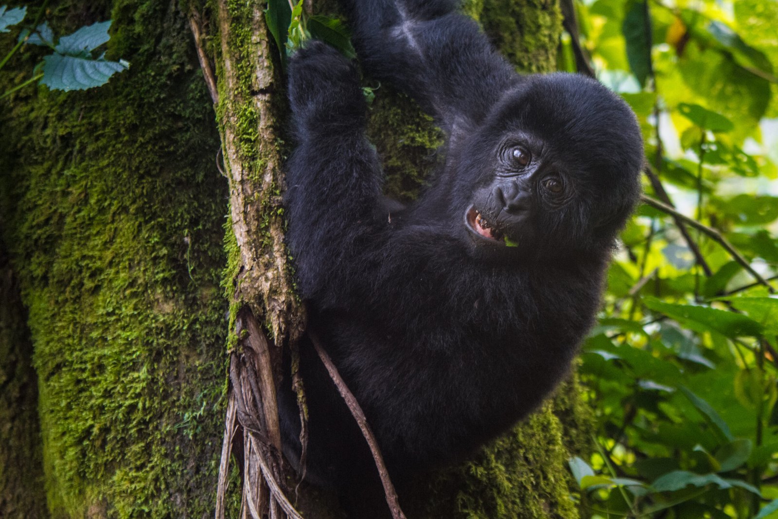 Gorilla Habituation in Uganda