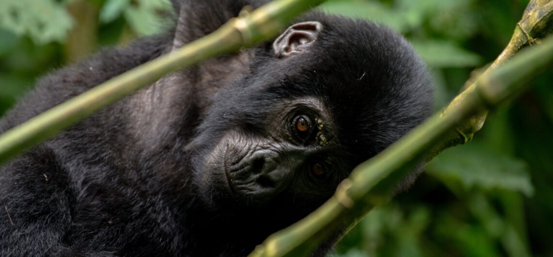 Gorilla and wildlife Adventure Safari