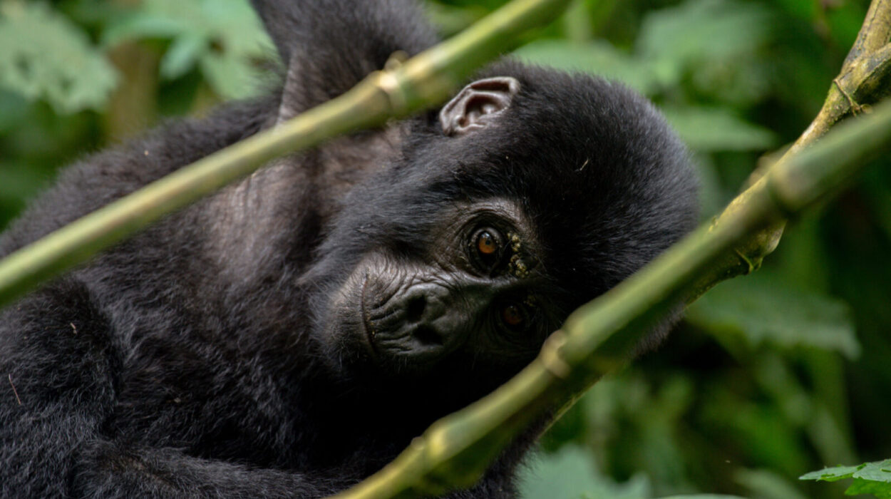 Gorilla and wildlife Adventure Safari