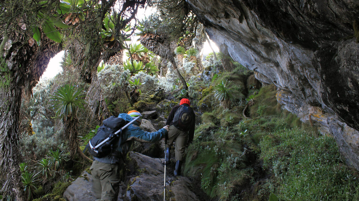 Mountain hiking and trekking safaris in Africa.