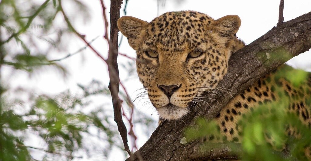Safari Destination Tanzania