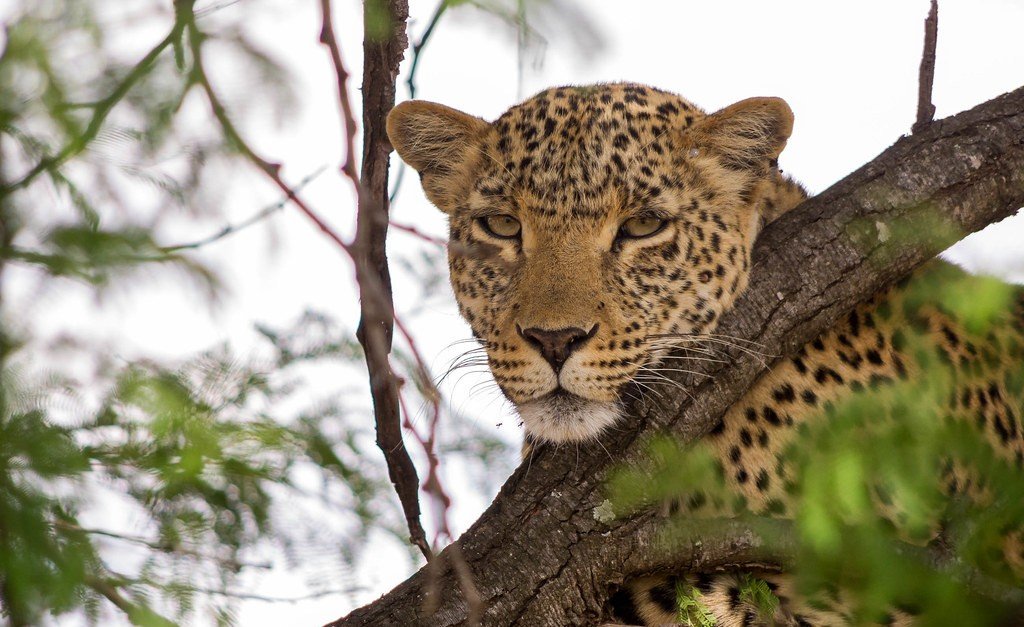 Safari Destination Tanzania