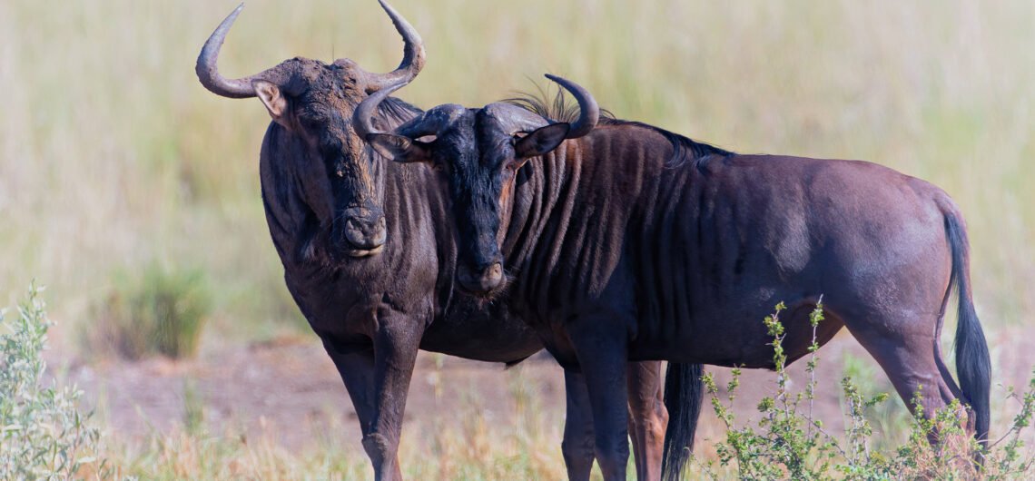 Serengeti Wildebeest Migration Safari 10 Days