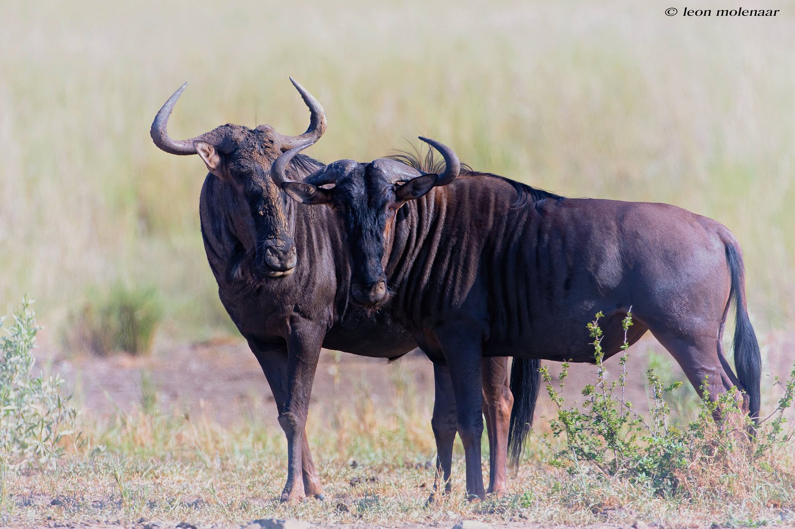 Serengeti Wildebeest Migration Safari 10 Days
