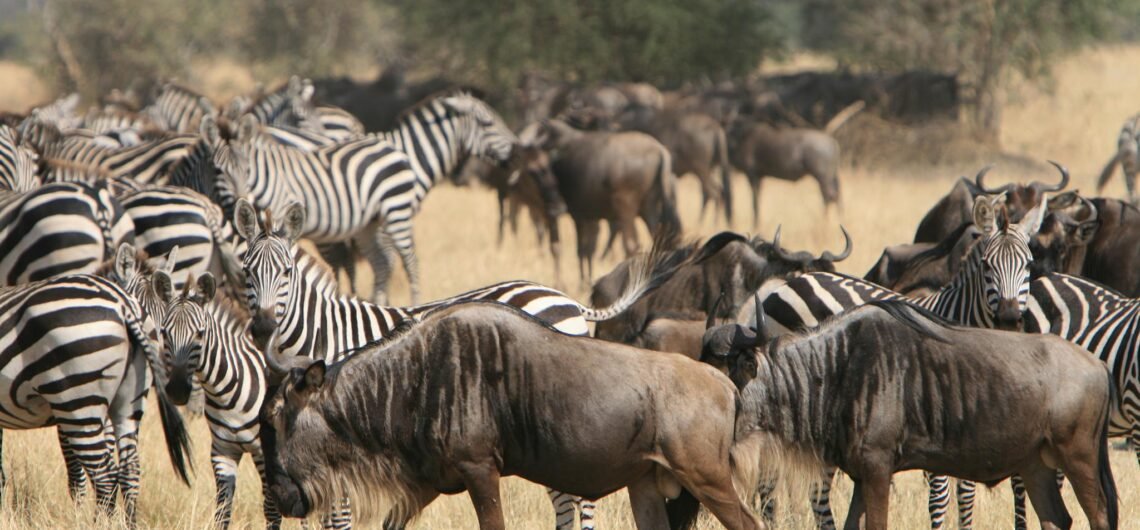 Serengeti Wildebeest Migration Trip 10 Days