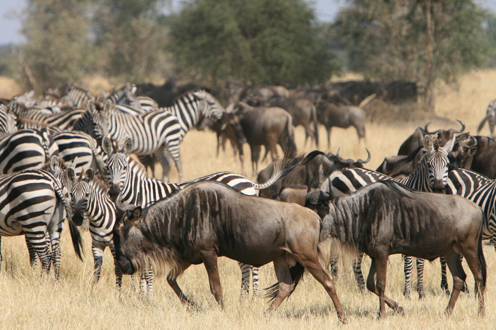 Serengeti Wildebeest Migration Trip 10 Days