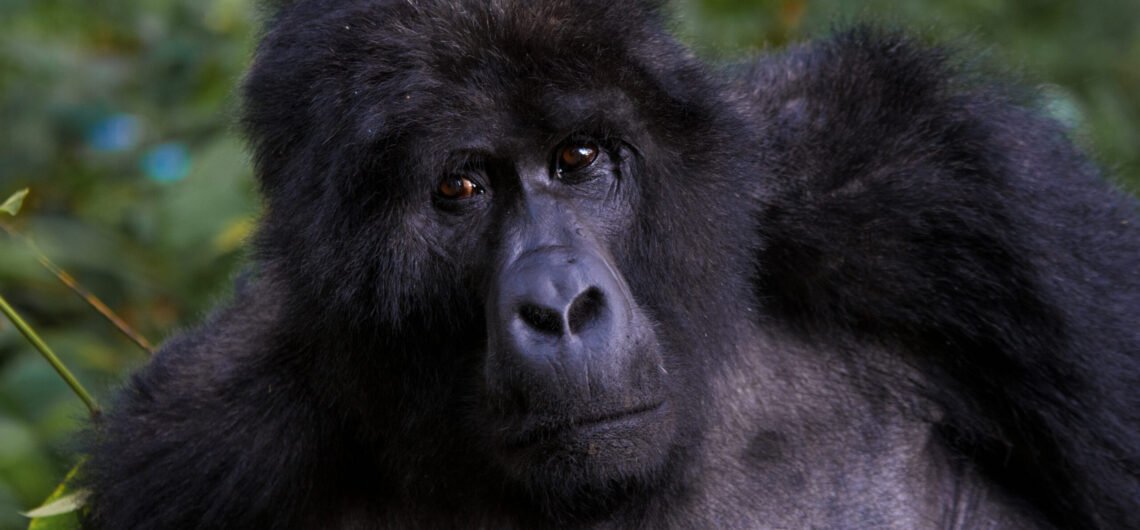 Uganda Gorilla Trekking Guide
