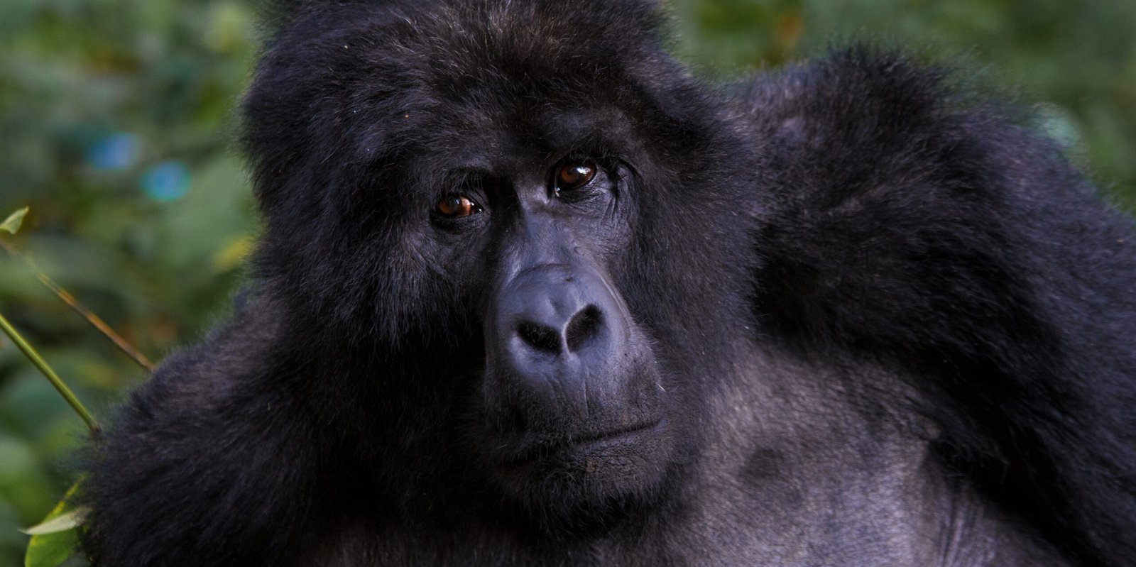 Uganda Gorilla Trekking Guide