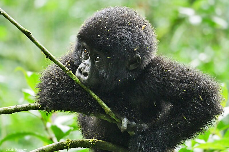 Uganda-gorilla tracking from Kigali
